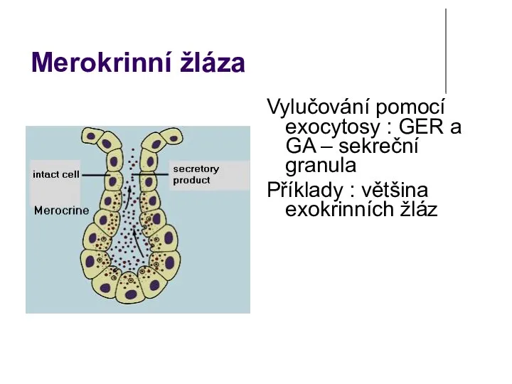 Merokrinní žláza Vylučování pomocí exocytosy : GER a GA – sekreční granula