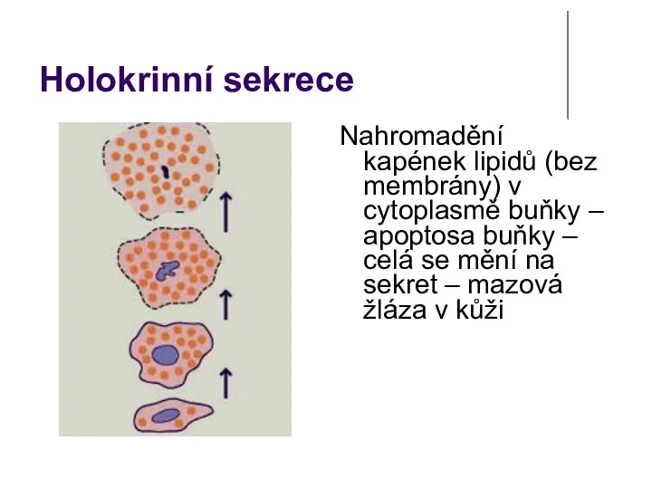 Holokrinní sekrece Nahromadění kapének lipidů (bez membrány) v cytoplasmě buňky – apoptosa