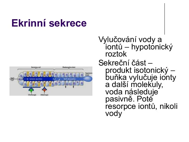 Ekrinní sekrece Vylučování vody a iontů – hypotonický roztok Sekreční část –