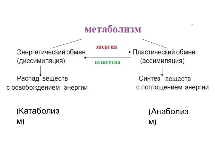 (Анаболизм) (Катаболизм)