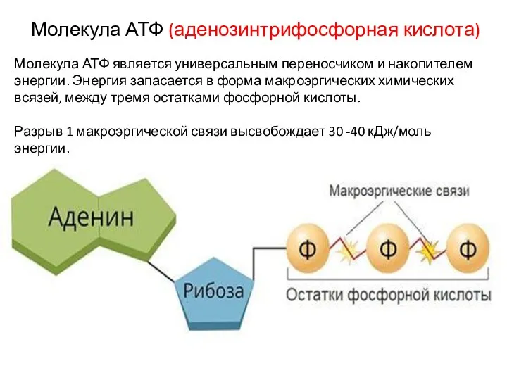 Молекула АТФ (аденозинтрифосфорная кислота) Молекула АТФ является универсальным переносчиком и накопителем энергии.