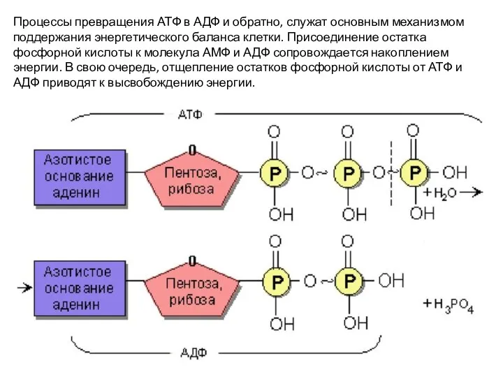 Процессы превращения АТФ в АДФ и обратно, служат основным механизмом поддержания энергетического