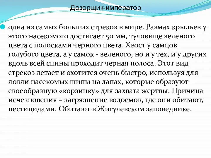 Дозорщик-император одна из самых больших стрекоз в мире. Размах крыльев у этого