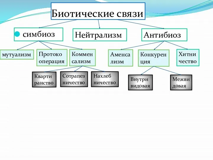 Биотические связи симбиоз Нейтрализм Антибиоз мутуализм Протоко операция Коммен сализм Аменса лизм