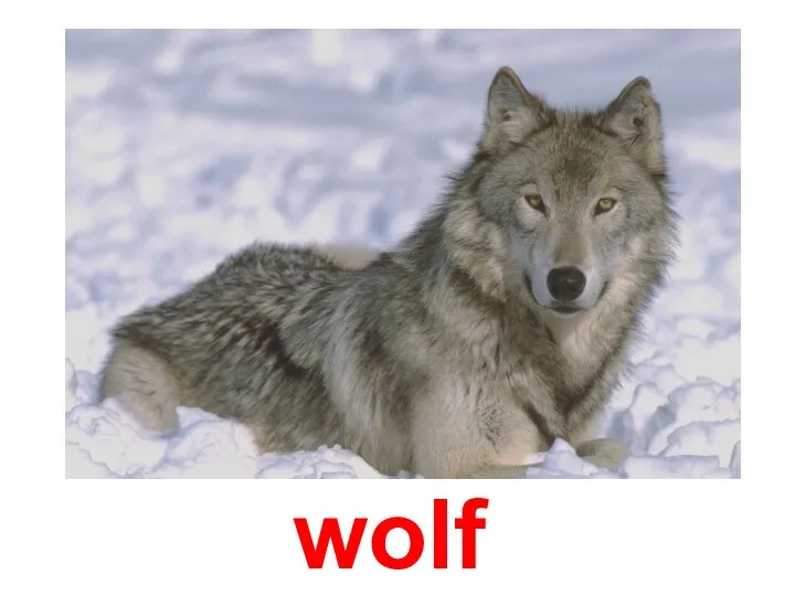 wolf