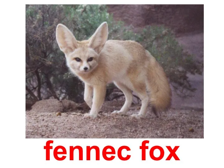 fennec fox