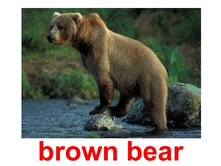 brown bear