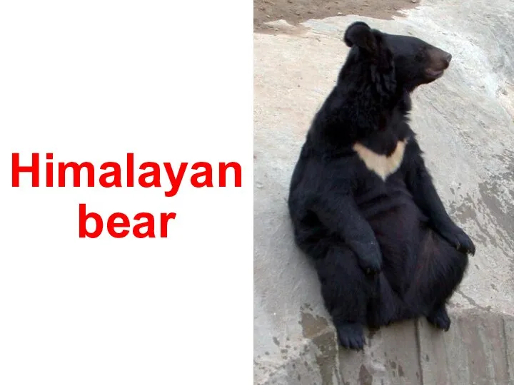 Himalayan bear