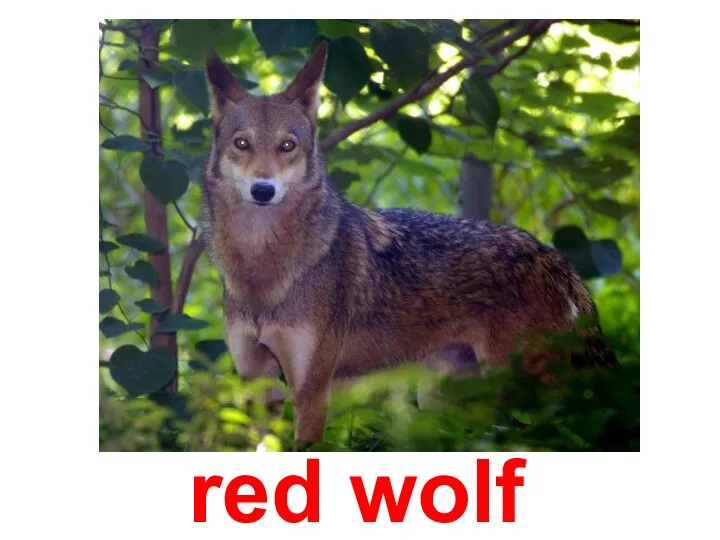 red wolf