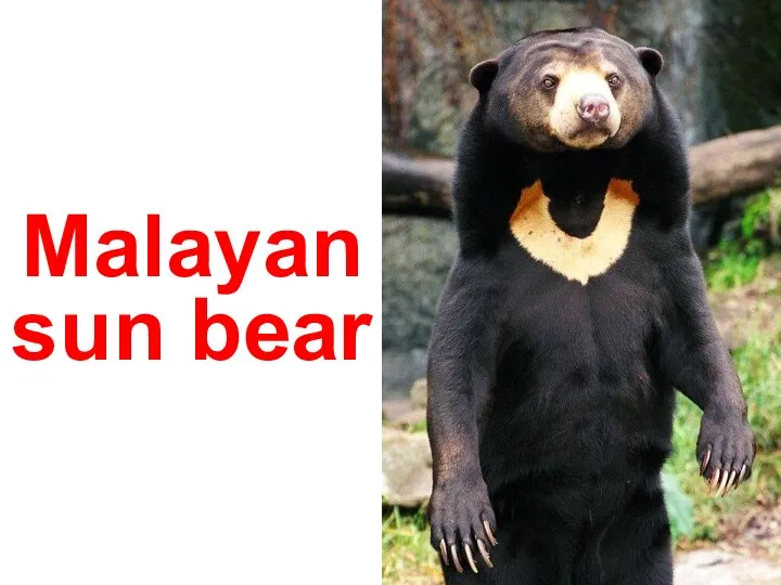 Malayan sun bear