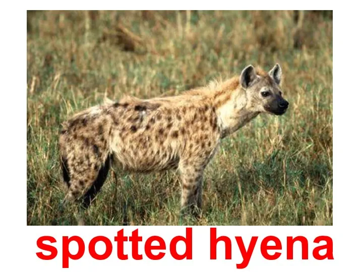 spotted hyena