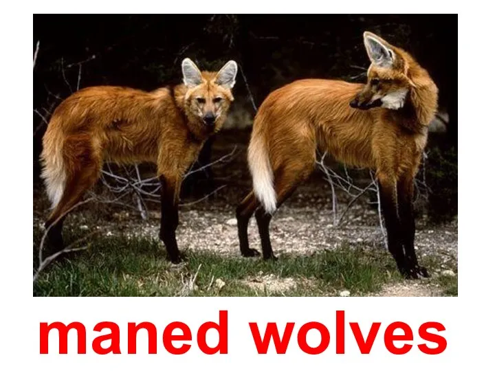 maned wolves
