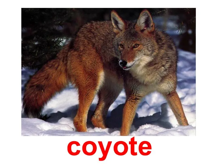 coyote