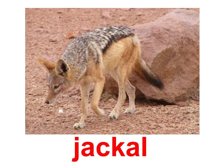 jackal