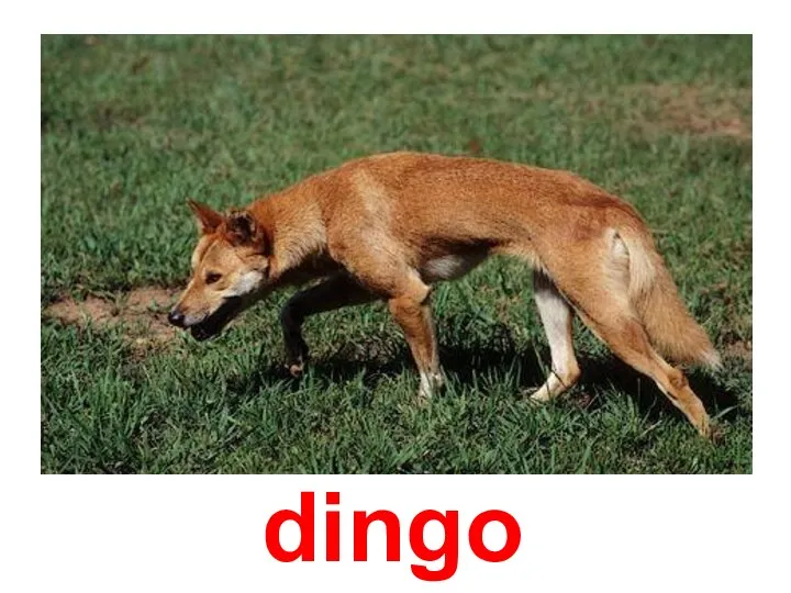 dingo