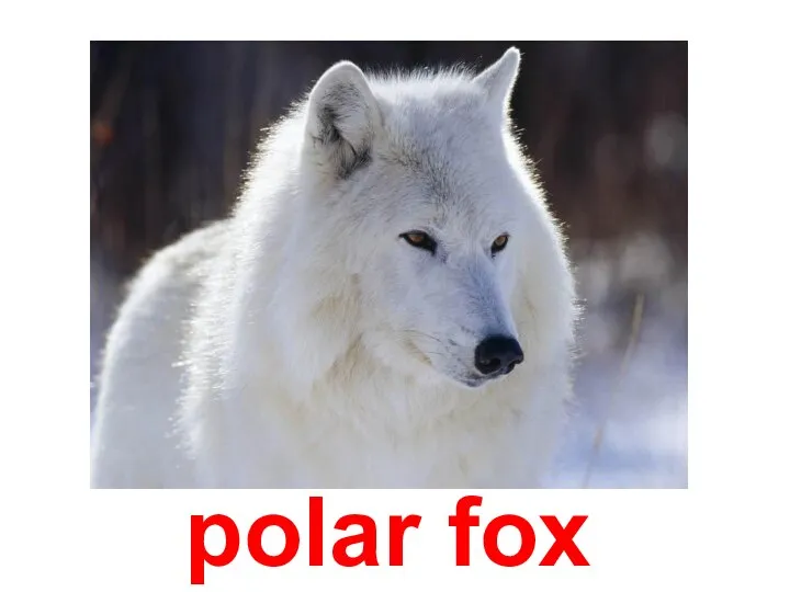 polar fox