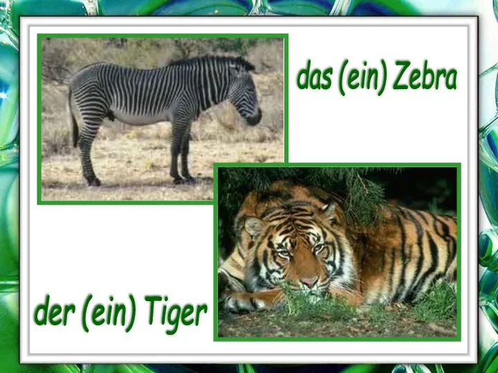 das (ein) Zebra der (ein) Tiger