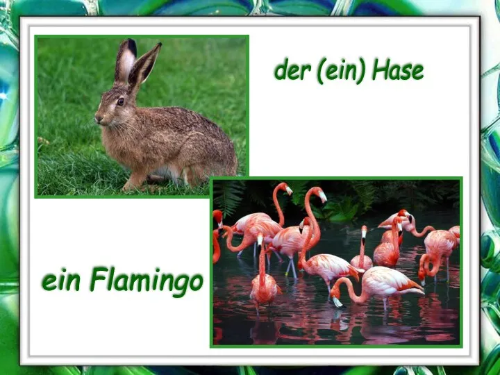 der (ein) Hase ein Flamingo