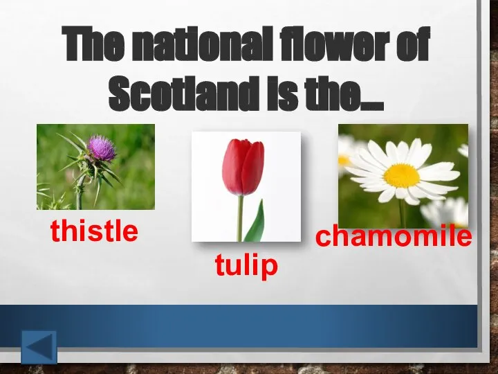 The national flower of Scotland is the… thistle tulip chamomile