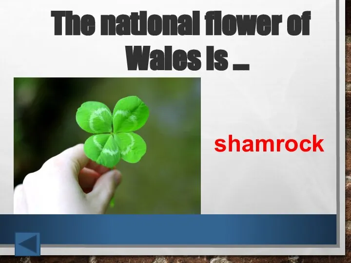 The national flower of Wales is … shamrock
