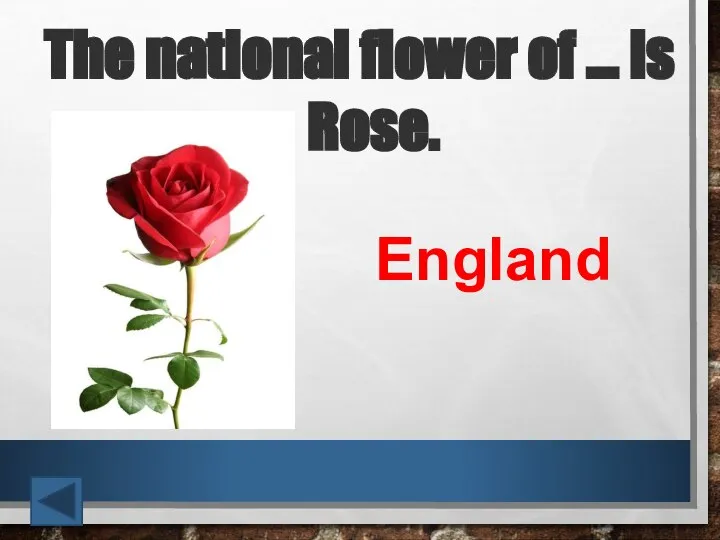 The national flower of … is Rose. England