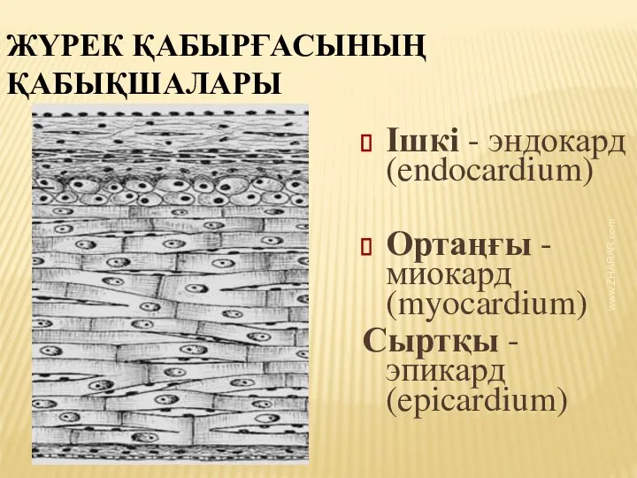 www.ZHARAR.com ЖҮРЕК ҚАБЫРҒАСЫНЫҢ ҚАБЫҚШАЛАРЫ Ішкі - эндокард (endocardium) Ортаңғы - миокард (myocardium) Сыртқы - эпикард (epicardium)