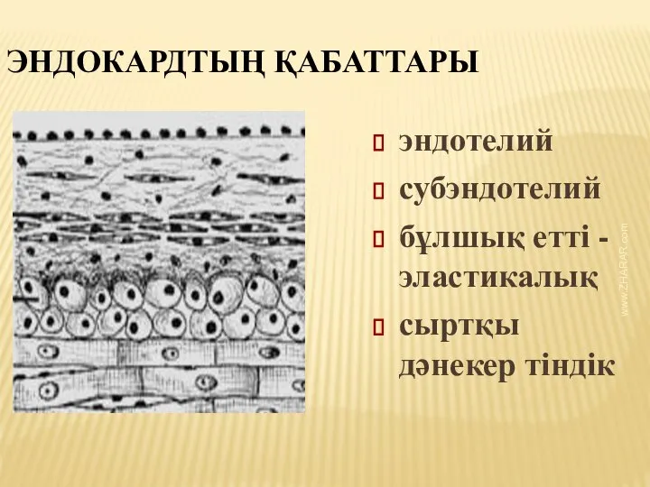 www.ZHARAR.com ЭНДОКАРДТЫҢ ҚАБАТТАРЫ эндотелий субэндотелий бұлшық етті - эластикалық сыртқы дәнекер тіндік