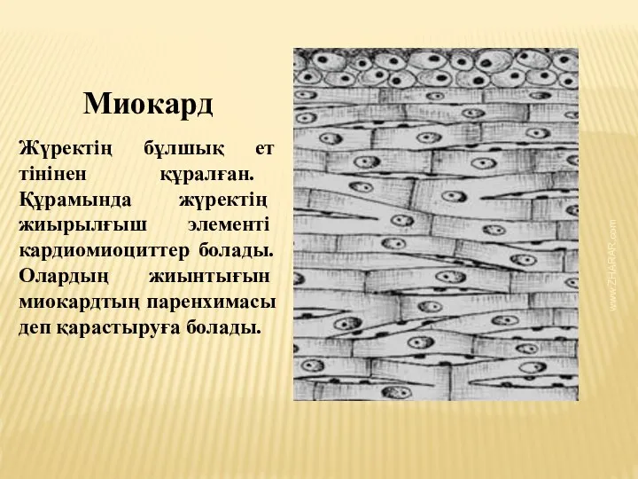 Миокард Жүректің бұлшық ет тінінен құралған. Құрамында жүректің жиырылғыш элементі кардиомиоциттер болады.