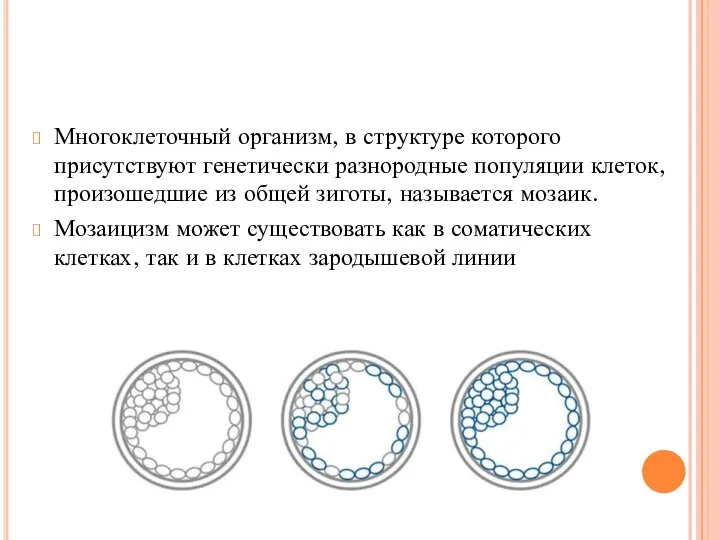 Многоклеточный организм, в структуре которого присутствуют генетически разнородные популяции клеток, произошедшие из