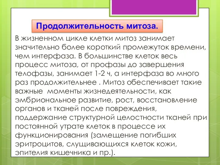 В жизненном цикле клетки митоз занимает значительно более короткий промежуток времени, чем