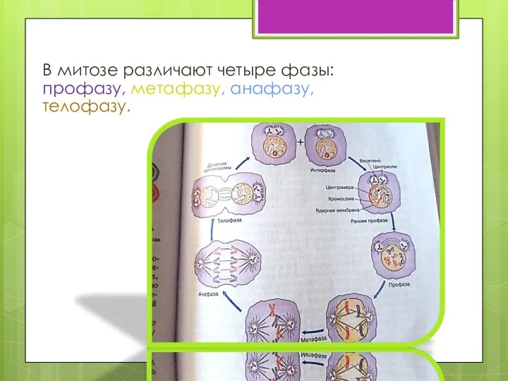 В митозе различают четыре фазы: профазу, метафазу, анафазу, телофазу.