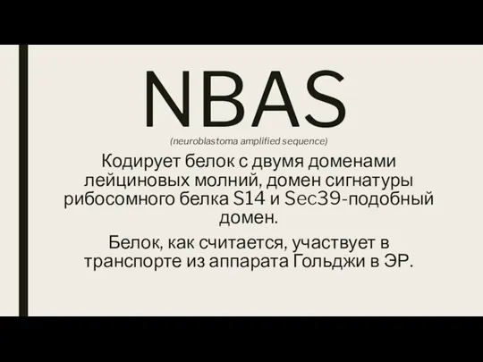 NBAS (neuroblastoma amplified sequence) Кодирует белок с двумя доменами лейциновых молний, домен