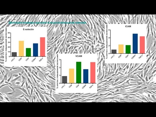 Детекция молекул адгезии в эндотелиальных клетках