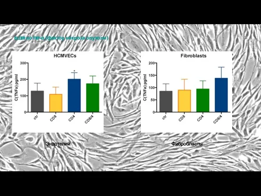 ELISA по TNF-α (фактор некроза опухоли) Эндотелий Фибробласты