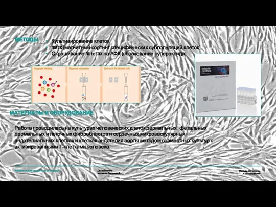 Культивирование клеток MACS (магнитный сортинг специфических субпопуляций клеток) Окрашивание MitoSOX на АФК