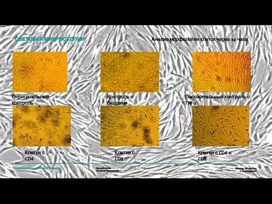 СВЕТОВАЯ МИКРОСКОПИЯ Анализ морфологии клеток через 24 часа Методы, материалы и оборудование