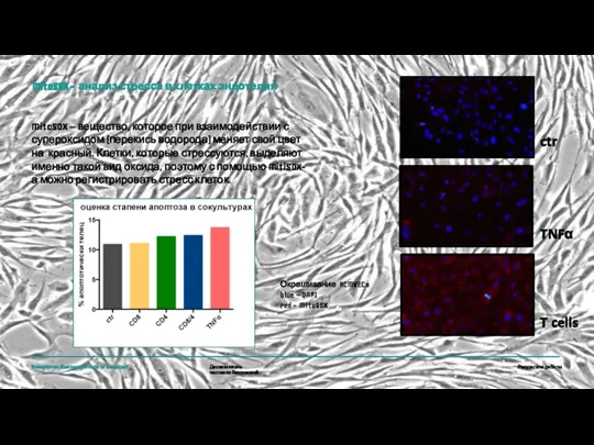 Результаты работы MitoSOX - анализ стресса в клетках эндотелия MitoSOX – вещество,