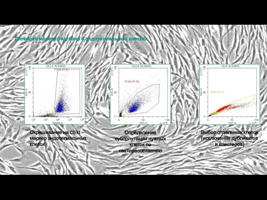 Детекция молекул адгезии в эндотелиальных клетках Окрашивание на CD31 – маркер эндотелиальных