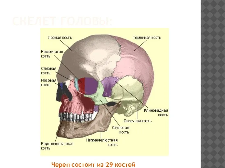 СКЕЛЕТ ГОЛОВЫ: Череп состоит из 29 костей