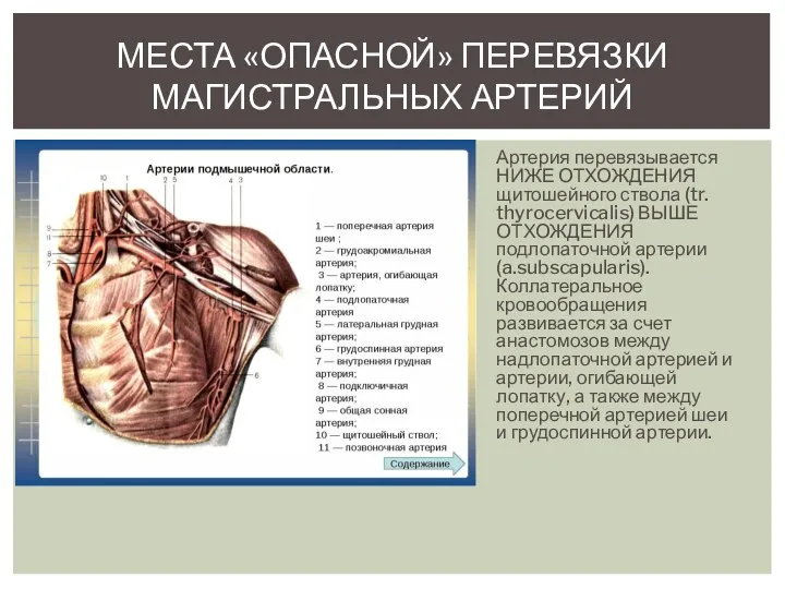 МЕСТА «ОПАСНОЙ» ПЕРЕВЯЗКИ МАГИСТРАЛЬНЫХ АРТЕРИЙ Артерия перевязывается НИЖЕ ОТХОЖДЕНИЯ щитошейного ствола (tr.