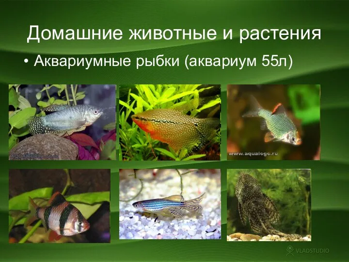 Домашние животные и растения Аквариумные рыбки (аквариум 55л)