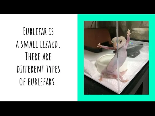 Eublefar is a small lizard. There are different types of eublefars.