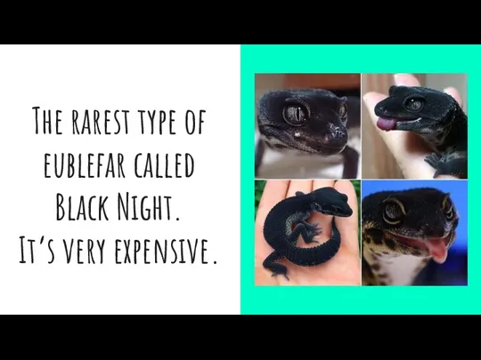 The rarest type of eublefar called Black Night. It’s very expensive.