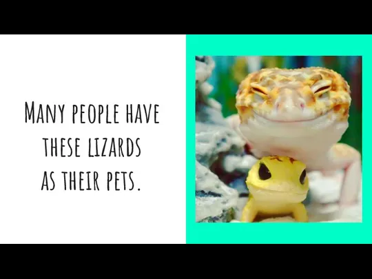 Many people have these lizards as their pets.