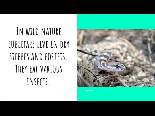 In wild nature eublefars live in dry steppes and forests. They eat various insects.