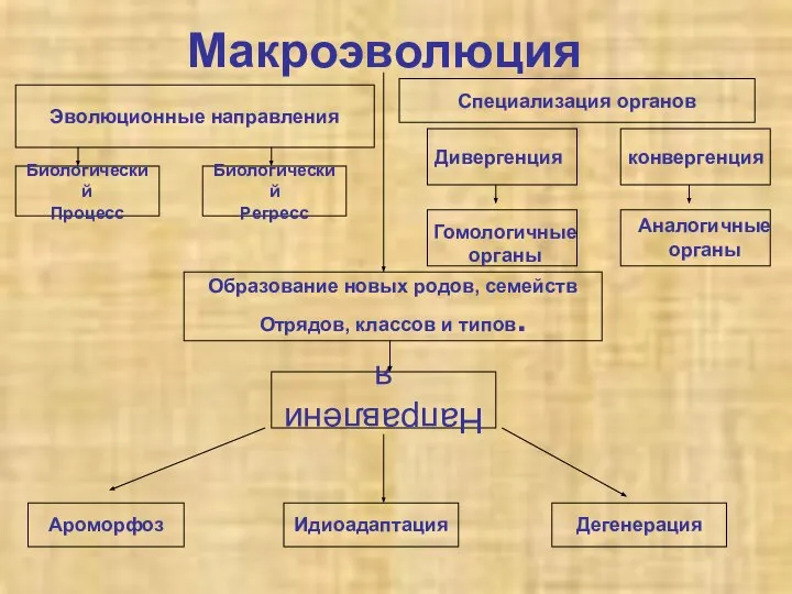 Макроэволюция конвергенция Биологический Процесс Направления Ароморфоз Идиоадаптация Образование новых родов, семейств Отрядов,