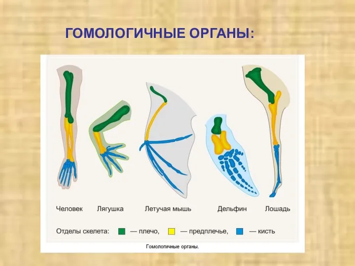 ГОМОЛОГИЧНЫЕ ОРГАНЫ: