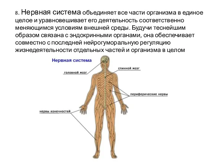 8. Нервная система объединяет все части организма в единое целое и уравновешивает