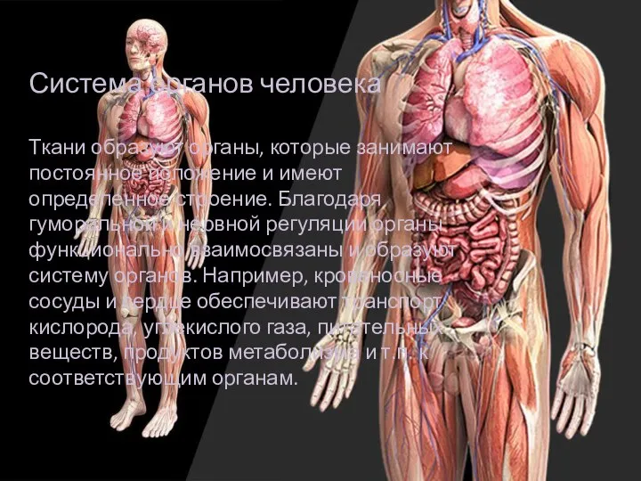 Система органов человека Ткани образуют органы, которые занимают постоянное положение и имеют