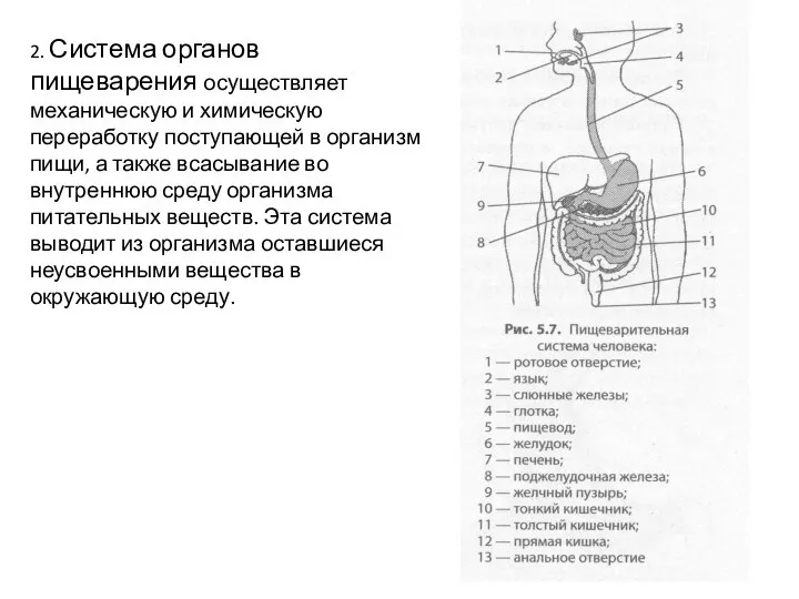 2. Система органов пищеварения осуществляет механическую и химическую переработку поступающей в организм